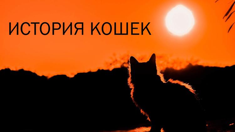 Постер История кошек