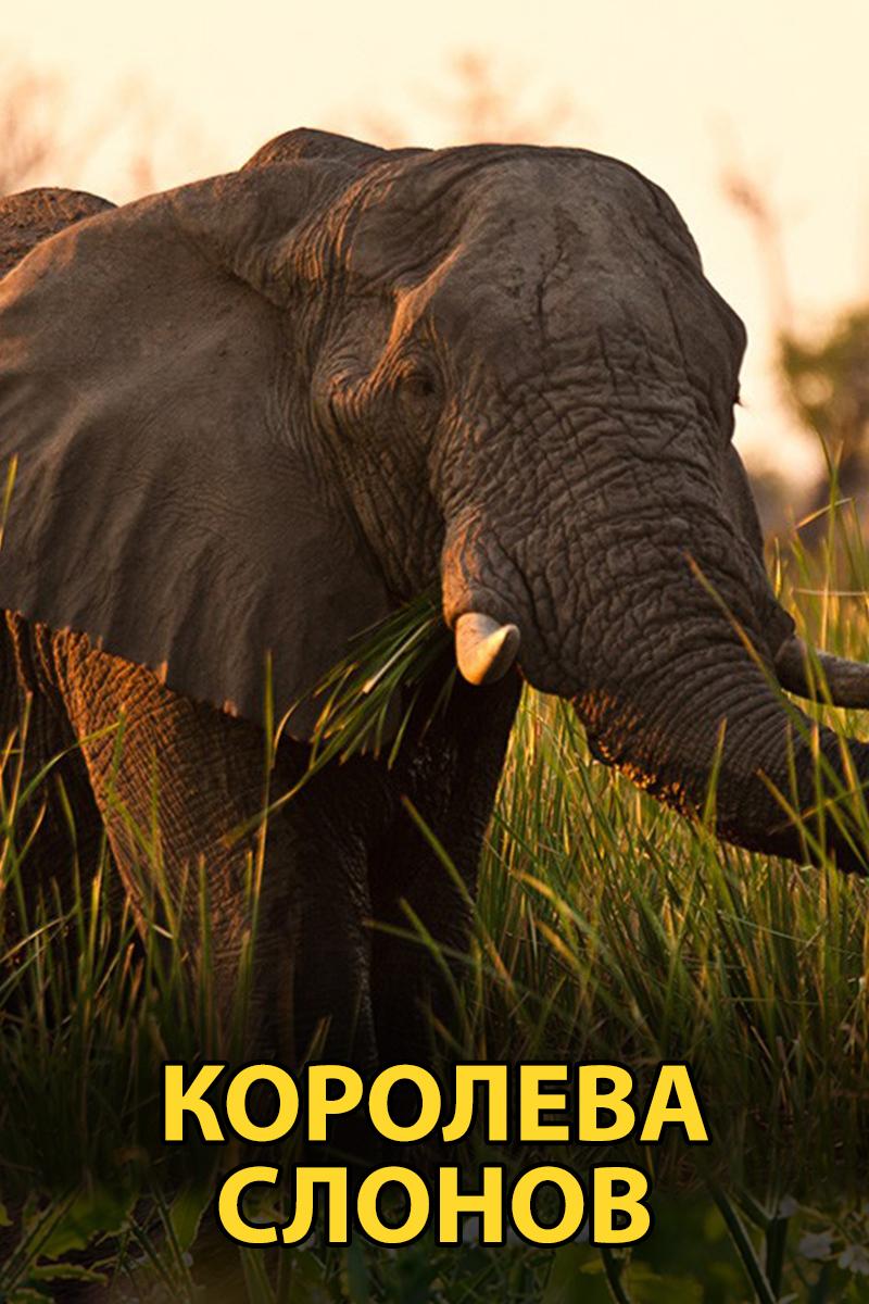Королева слонов (koroleva-slonov) Документальный фильм