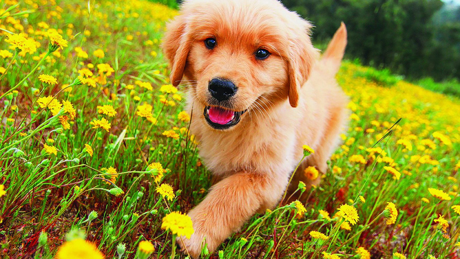 Puppy Days (puppy-days) Реалити-шоу