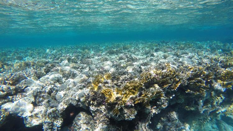 Постер Jungle d'eau douce — La vie secrète des gravières