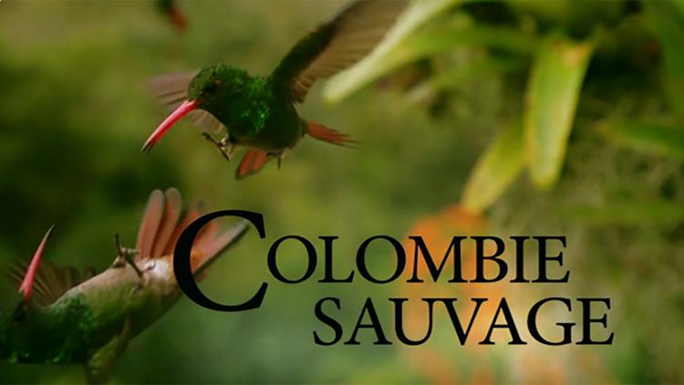 Постер Colombie sauvage