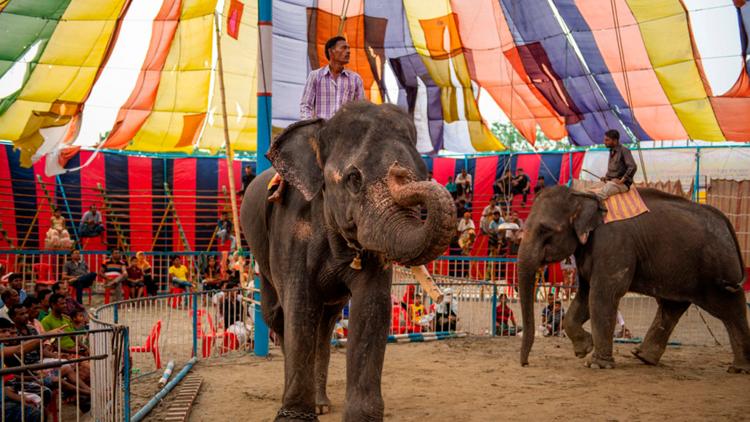 Постер Manege frei: Der Lion Circus Bangladesch