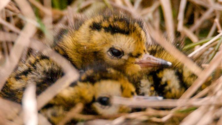 Постер Tierisch gute Väter - Wenn Nestwärme Männersache ist