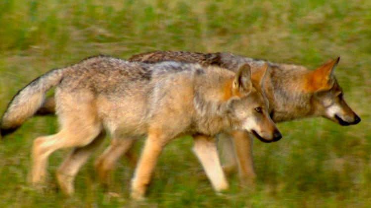 Постер Deutschlands wilde Wölfe — Wie sie wirklich sind