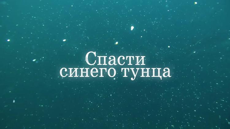 Постер Спасти синего тунца