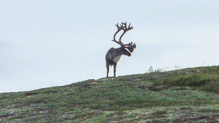 Постер Kanada - Auf Spurensuche am Yukon