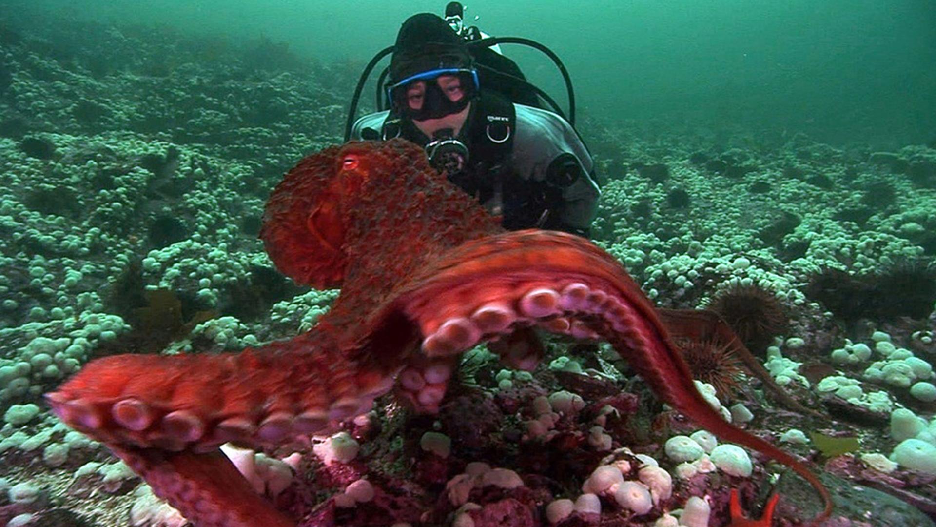 Unternehmen Oktopus (unternehmen-oktopus) Документальный фильм
