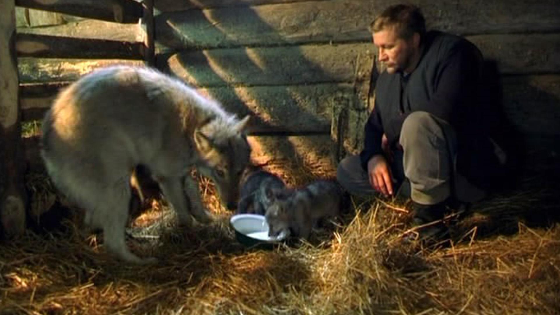 Весьегонская волчица (vesegonskaja-volchitsa) Фильм 2004