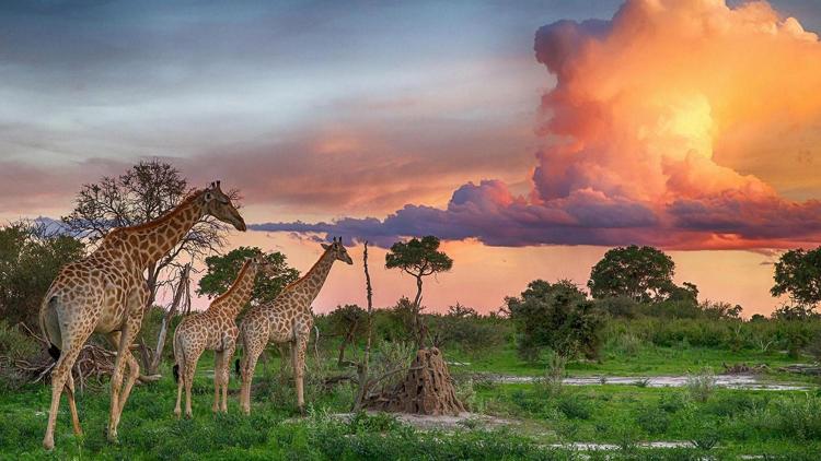 Постер Botswana, la joya africana