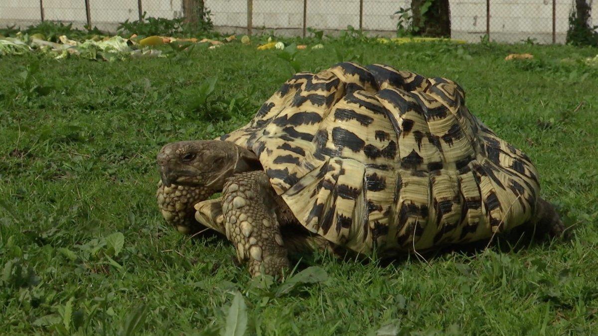 Gyvūnijos stebuklai (gyvnijos-stebuklai) Документальный сериал