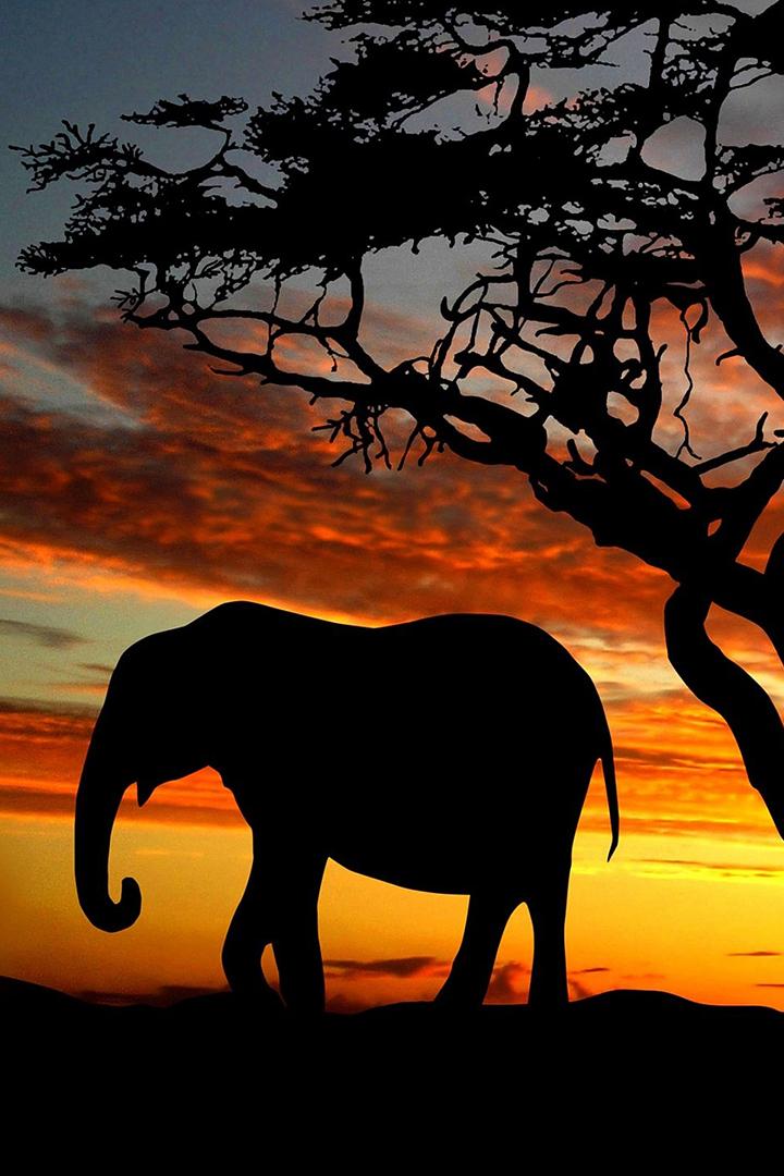Afrika. Mirtinai pavojingi (afrika-mirtinai-pavojingi) Документальный сериал