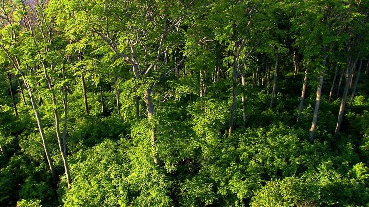 Постер Wiener Wälder-Grüne Juwele