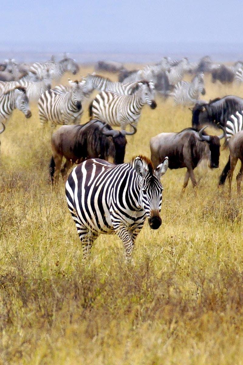 Masai Mara: la gran cacería (masai-mara-la-gran-cacera) Документальный фильм