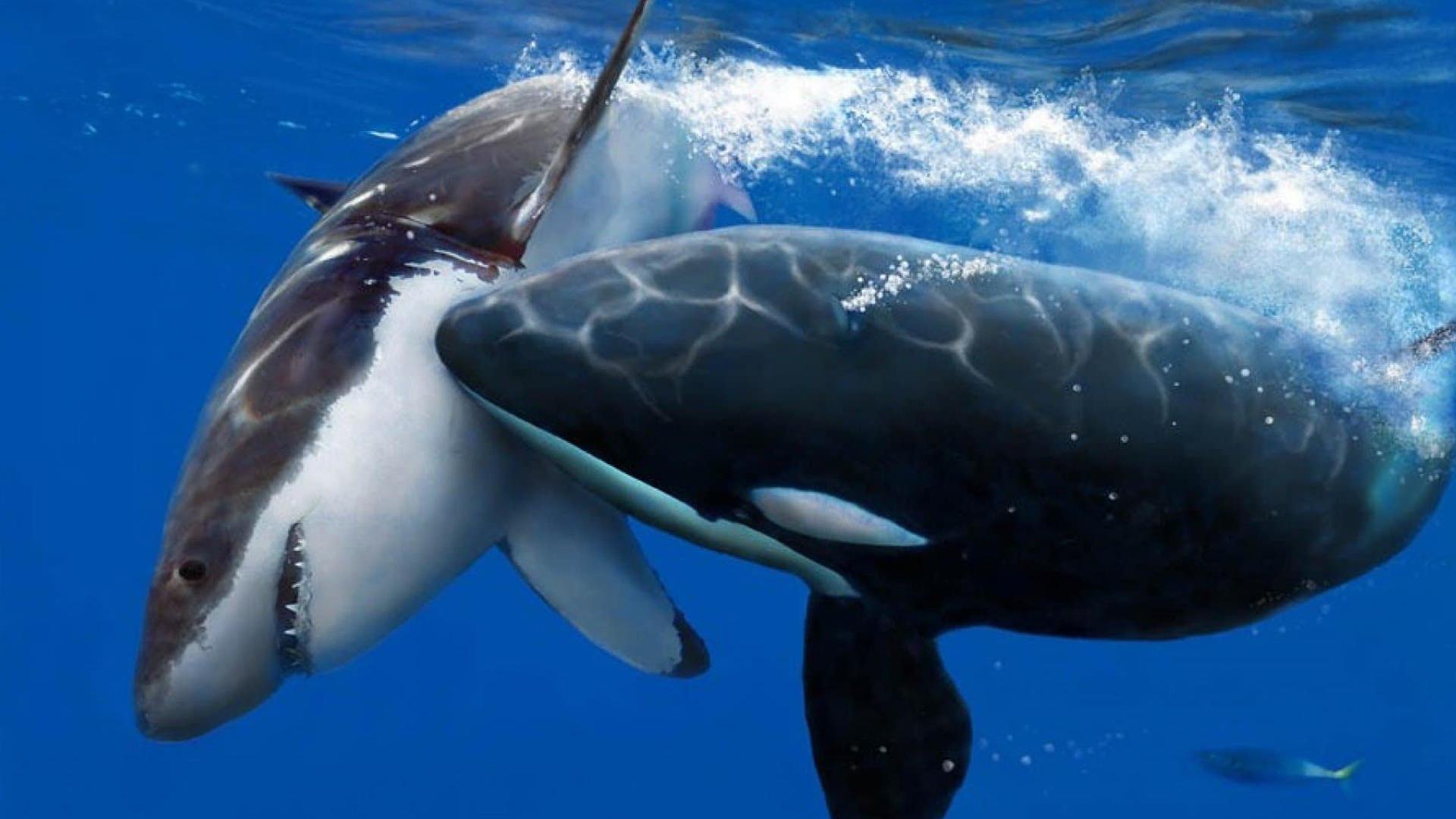The Whale that Ate Jaws: Eyewitness Report (the-whale-that-ate-jaws-eyewitness-report) Документальный фильм