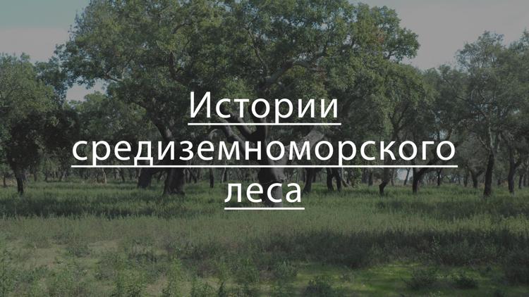 Постер Истории средиземноморского леса