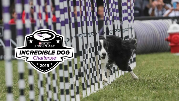 Постер Incredible Dog Challenge