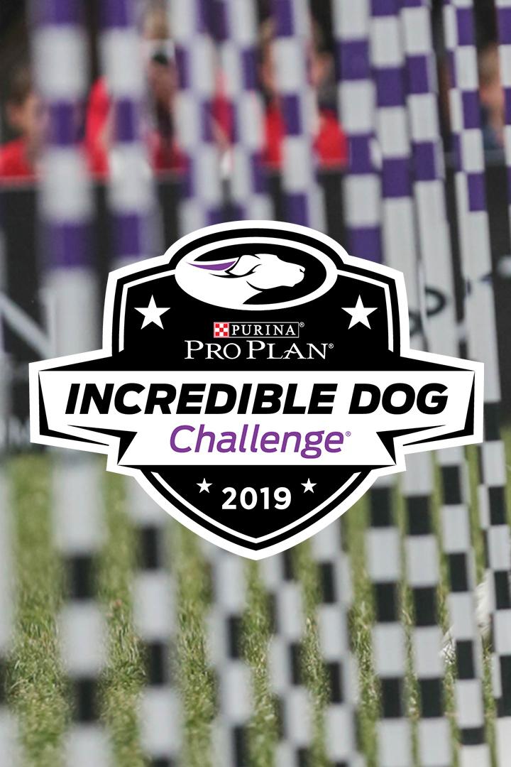 Incredible Dog Challenge (incredible-dog-challenge) Досуг, хобби