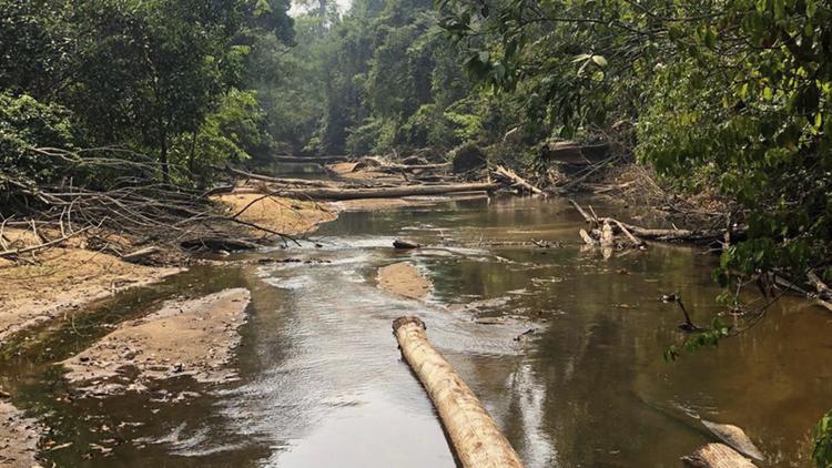 Постер S.O.S. Amazonas — Apokalypse im Regenwald