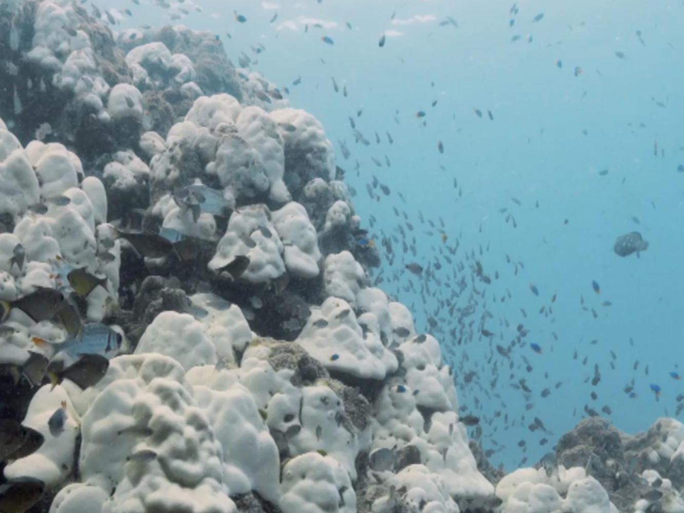 Coral Reef Survivors (coral-reef-survivors) Документальный фильм