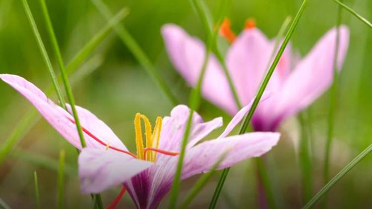 Постер Bärbels Garten im Altmühltal