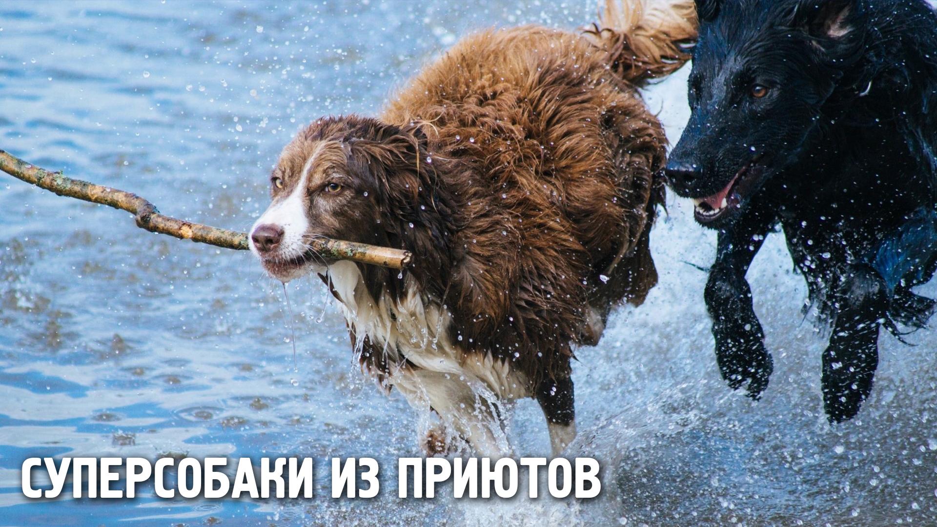 Суперсобаки из приютов (supersobaki-iz-prijutov) Документальный сериал