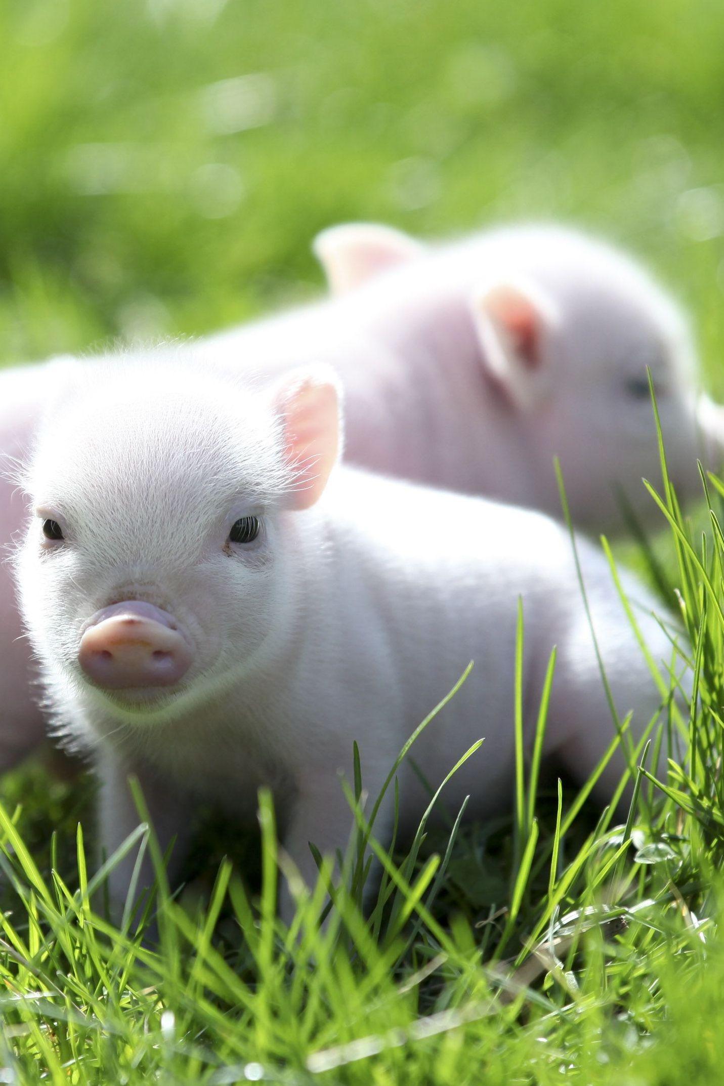 Amazing Pigs (amazing-pigs) Документальный фильм