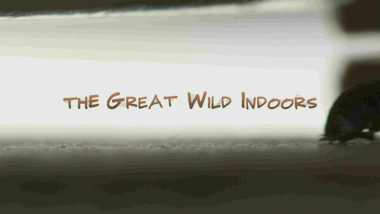 Постер The Great Wild Indoors