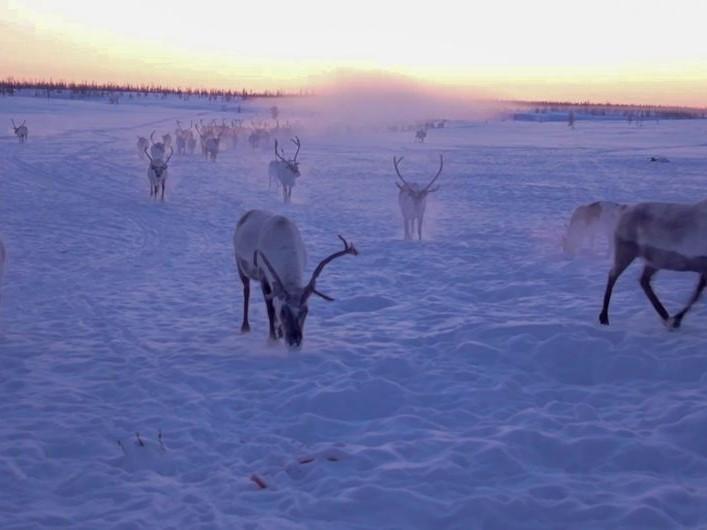 Sibirien - Büffeln in der Tundra (sibirien-bffeln-in-der-tundra) Документальный фильм
