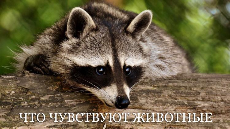 Постер Что чувствуют животные