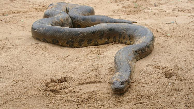 Постер Anaconda: Queen of the Serpents