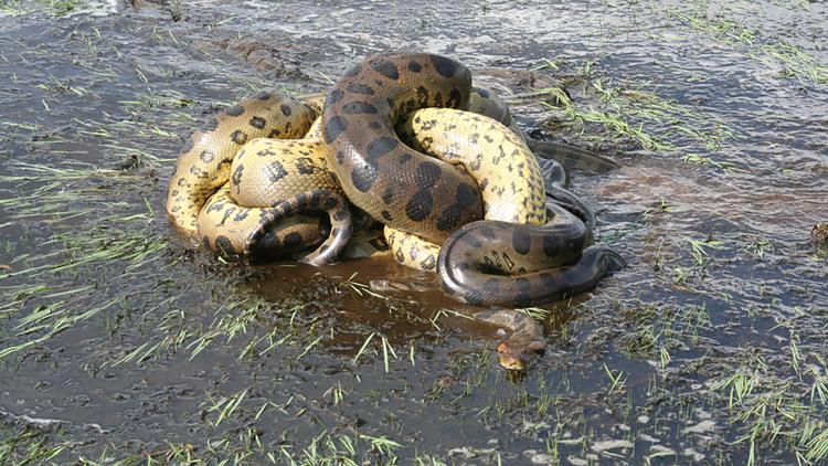 Постер Anaconda: Queen of the Serpents