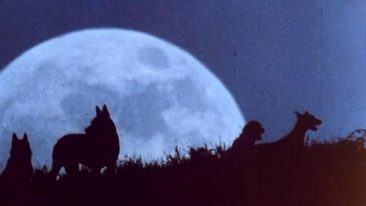 Псы (psy) Фильм 1976