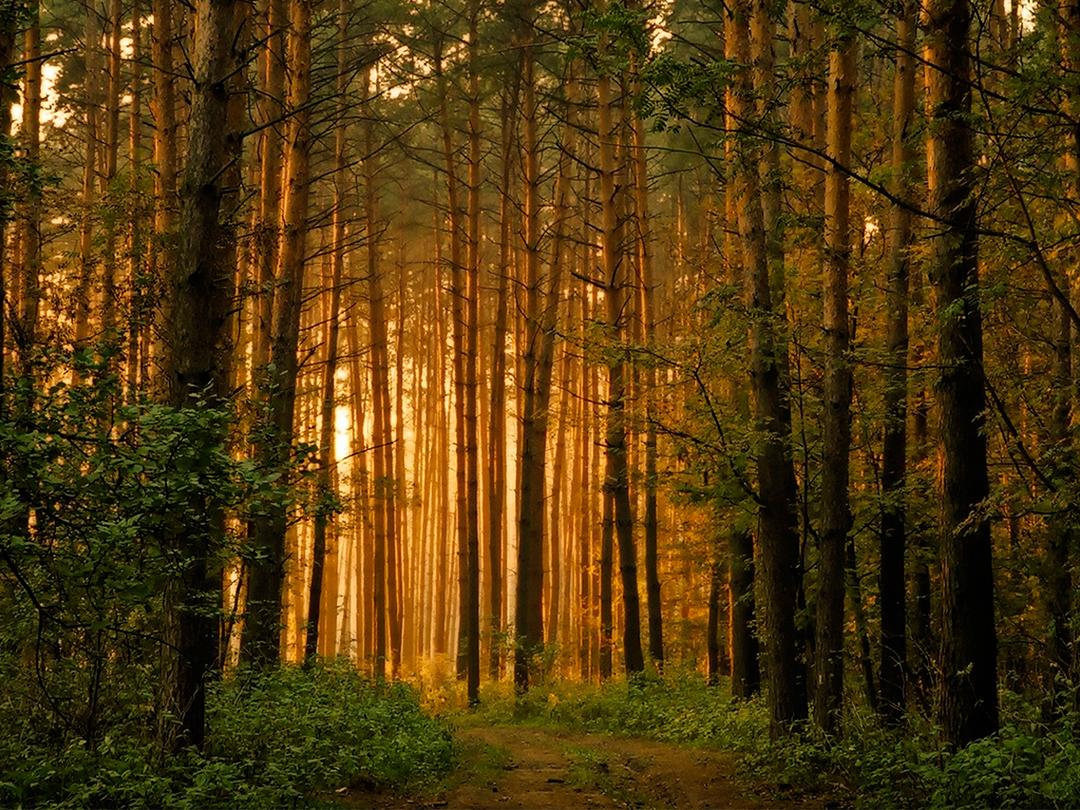 Охота мечты (ohota-mechty) Документальный сериал