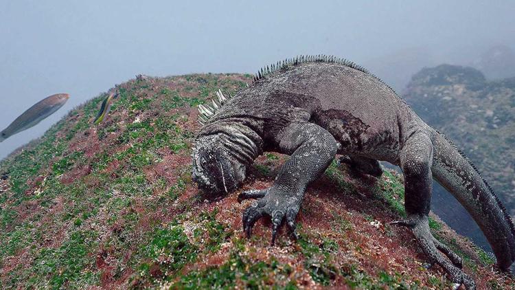 Постер Drachenrätsel-Die verschwundenen Meerechsen von Galapagos