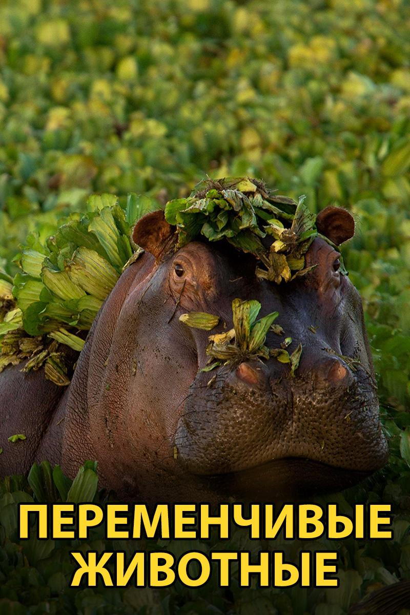 Переменчивые животные (peremenchivye-zhivotnye) Документальный сериал