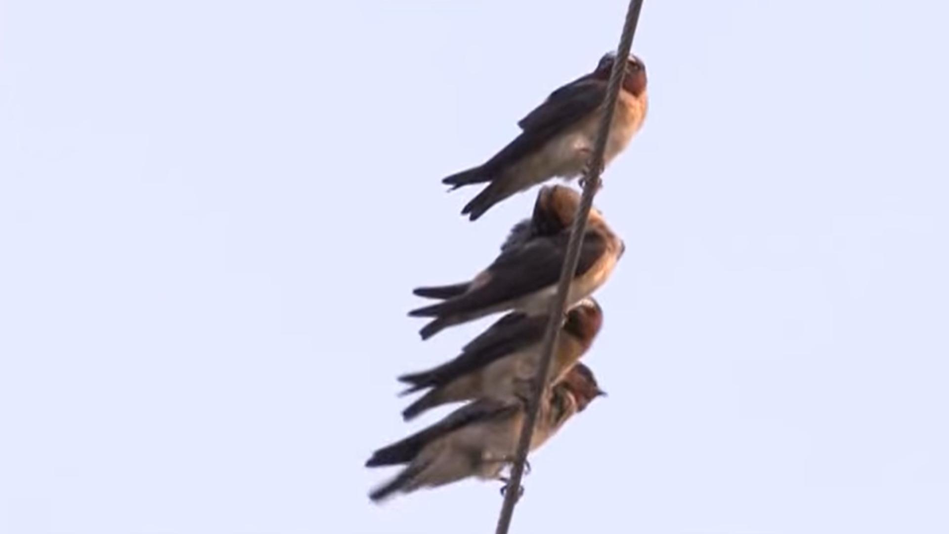 Неестественный отбор (neestestvennyj-otbor) Документальный фильм