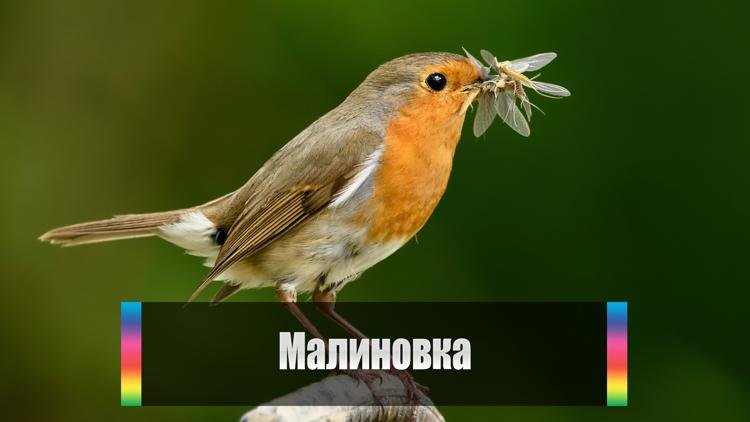 Постер Малиновка