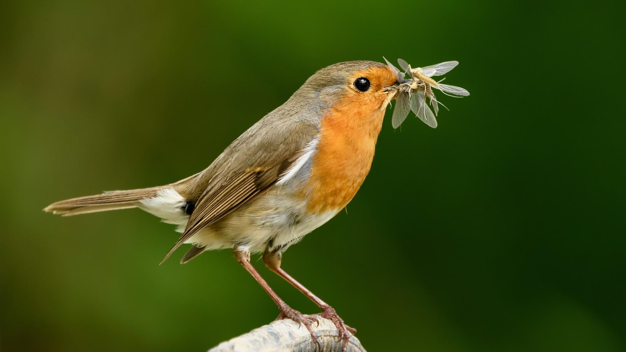 Малиновка (malinovka) Досуг, хобби