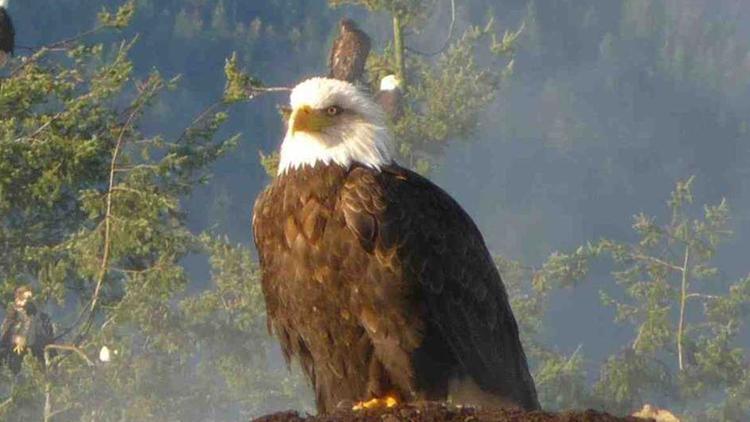 Постер Land der Adler — Britisch Kolumbien im Winter