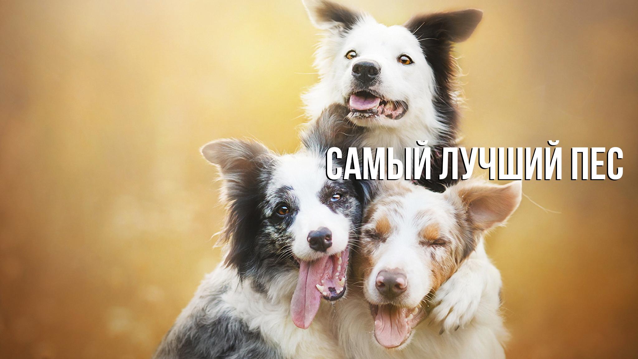 Самый лучший пес (samyj-luchshij-pes) ТВ-шоу