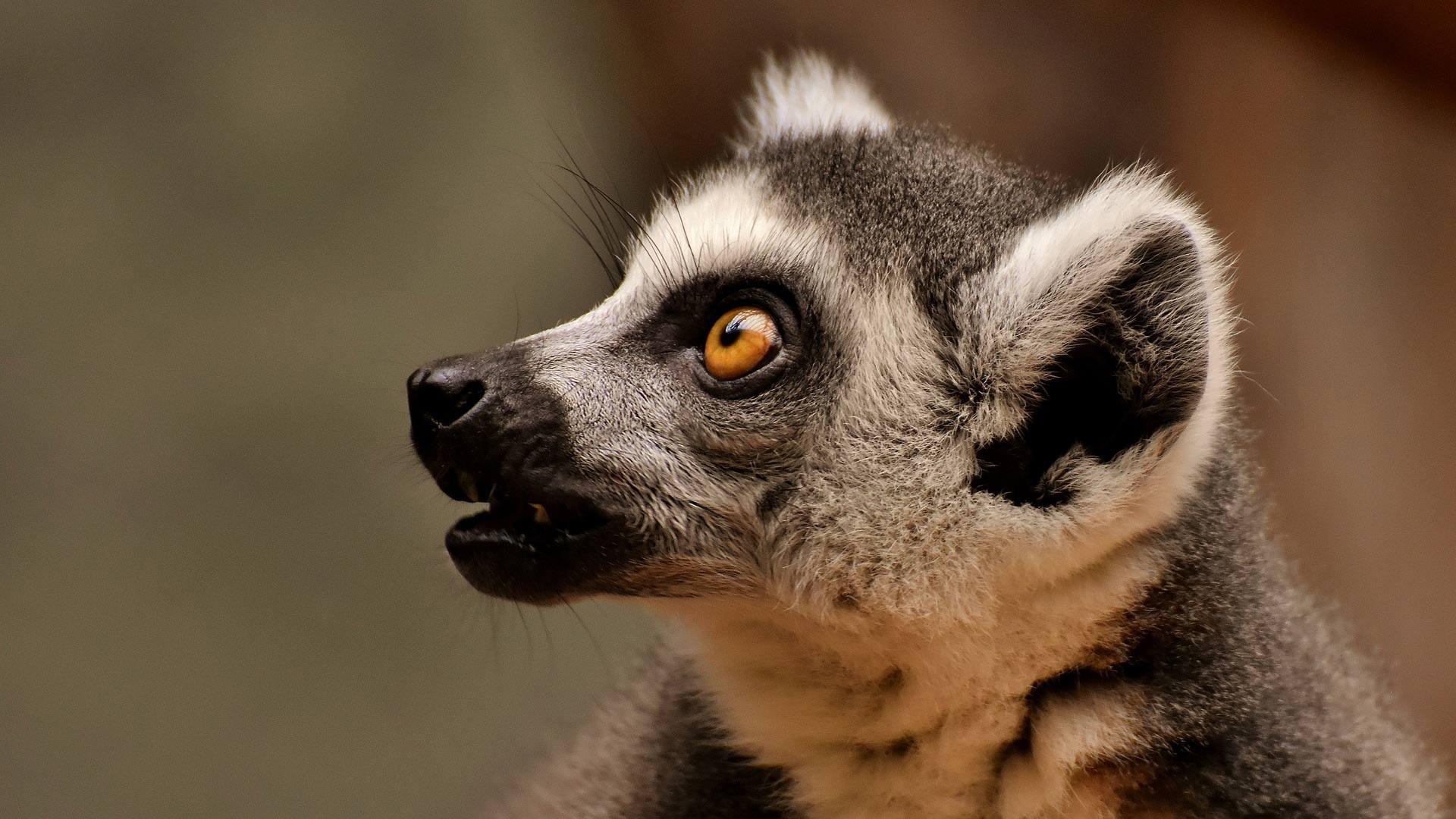 Лемуровый блюз (lemurovyj-bljuz) Документальный фильм