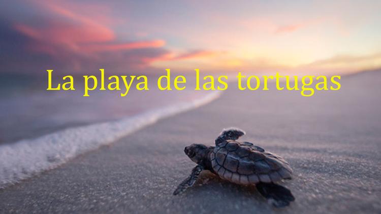 Постер La playa de las tortugas