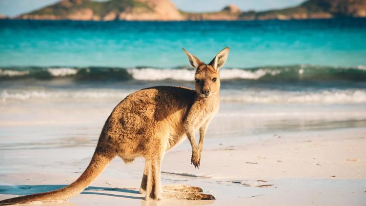 Постер Австралия: Surprise visit Western Australia