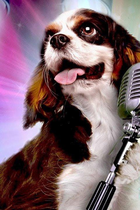 Pop Star Puppy (pop-star-puppy) Фильм 2014