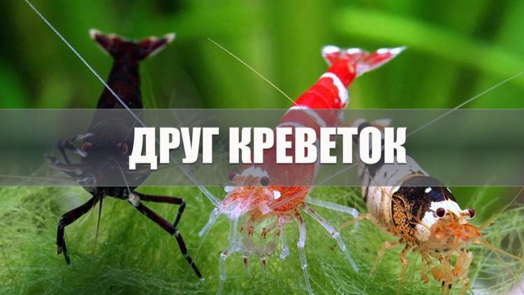 Постер Друг креветок