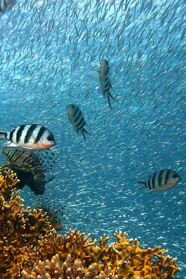 Planeta bajo el agua (planeta-bajo-el-agua) Познавательное