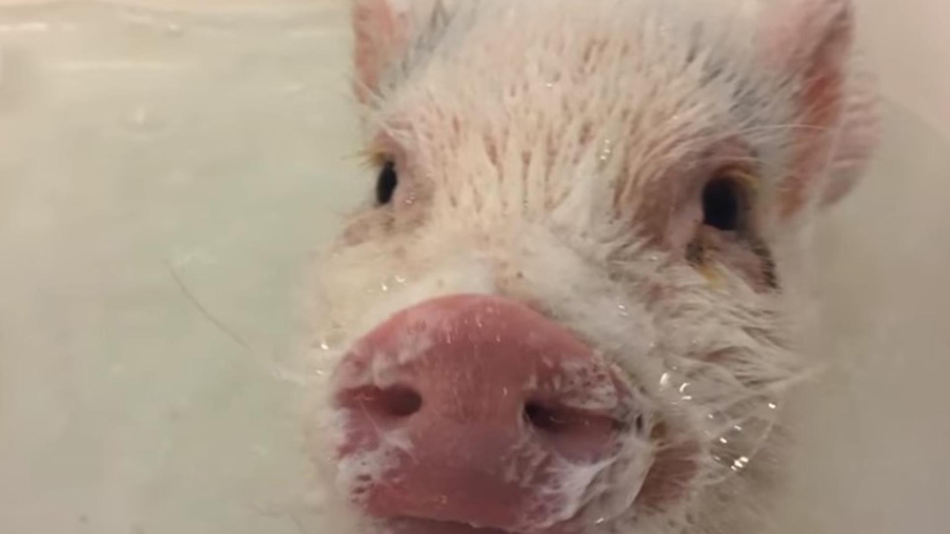 Tierisch süß! (tierisch-s) Документальный сериал