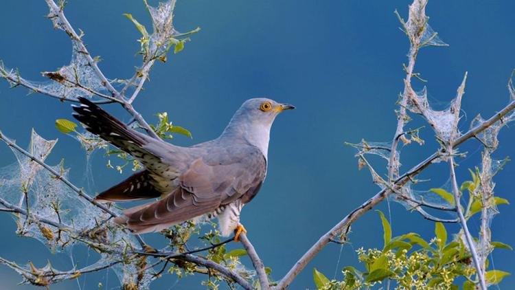 Постер Die Rückkehr der Vögel - Renaturierung, Triumph der Natur