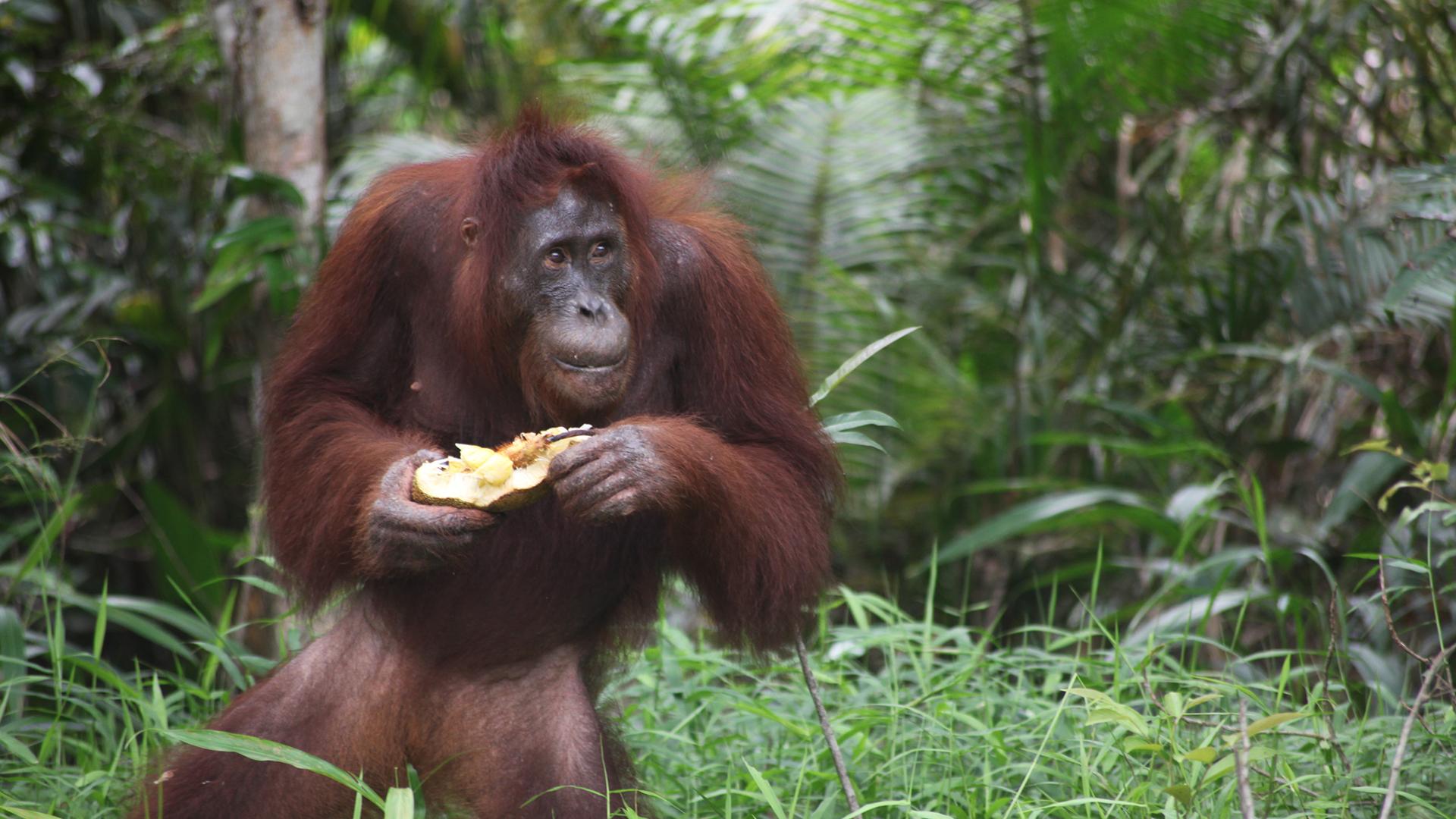 Остров орангутанов (ostrov-orangutanov) Документальный фильм