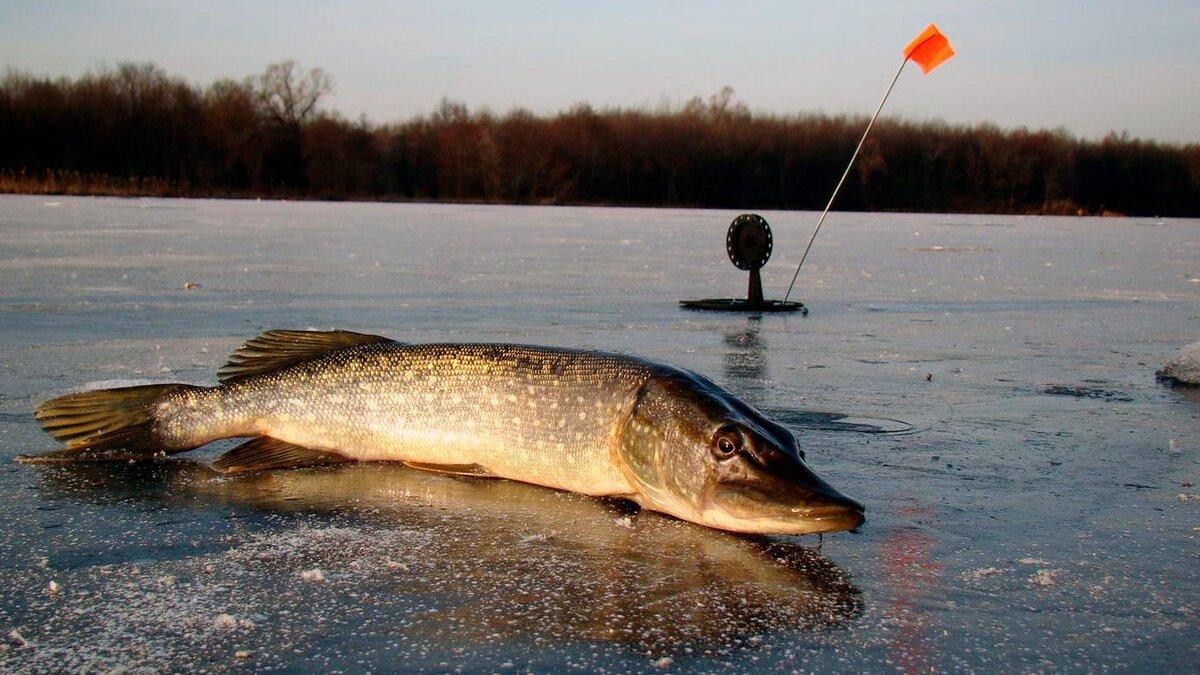 Лед трещит... Щучка ловится 2019 (led-treschit-schuchka-lovitsja-2019) Документальный фильм
